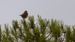 Saxicola rubicola