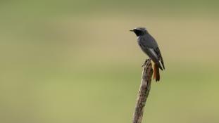 Phoenicurus ochruros