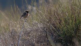Saxicola rubicola