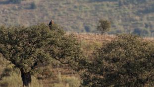Aquila adalberti