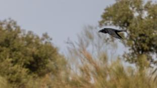 Corvus corax