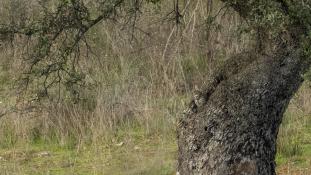 Athene noctua