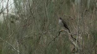 Accipiter nisus