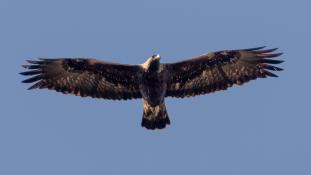 Aquila adalberti - Aigle ibérique - Aguila Imperial Ibérica (sp) - Spanish Imperial Eagle (ang)