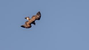Aquila chrysaetos - Aigle royal - Golden eagle (ang) - Águila real (sp)