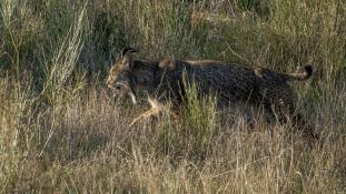Lynx pardinus - Lynx ibérique - Iberian lynx  (ang) - Lince iberico (sp)