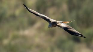 Milvus milvus - Milan royal - Red Kite (ang) - Milano Real (sp)