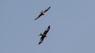 Milvus milvus - Milan royal - Red Kite (ang) - Milano Real (sp)