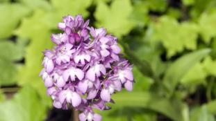 Anacamptis pyramidalis