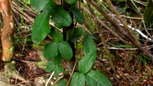"Boquila trifoliata" by Inao - Flickr: Boquila trifoliata. Licensed under CC BY-SA 2.0 via Wikimedia Commons - https://commons.wikimedia.org/wiki/File:Boquila_trifoliata.jpg#/media/File:Boquila_trifoliata.jpg