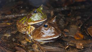 Ceratophrys cornuta - Crapaud cornu - Cératophrys cornu