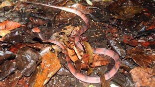 Siphlophis compressus