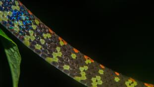 Siphlophis cervinus (Diane arlequin)