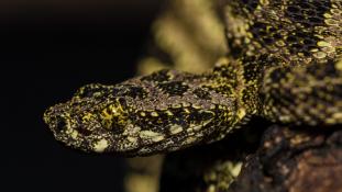 Bothrops taeniata (Grage lichen)