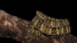 Bothrops taeniata (Grage lichen)