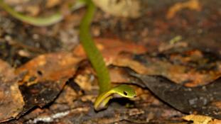 Erythrolamprus typhlus (Couresse verdâtre)