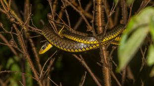 Chironius carinatus (Chasseur à flanc bleu)