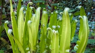 blechnum