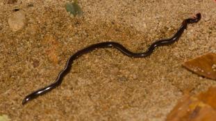 Typhlophis squamosus (Serpent aveugle écailleux)