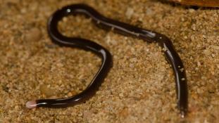 Typhlophis squamosus (Serpent aveugle écailleux)