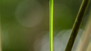 Philodryas argentea (Liane à gorge verte)