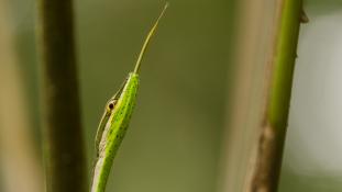 Philodryas argentea (Liane à gorge verte)