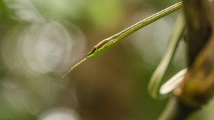 Philodryas argentea (Liane à gorge verte)