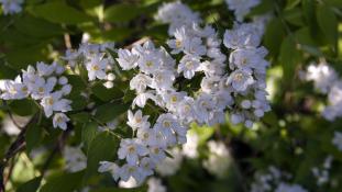 Deutzia glomeruliflora