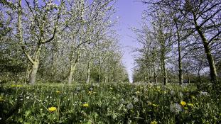 Champs de pommiers en fleurs