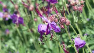 Geranium macrorrhizum