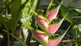 Heliconia wagneriana