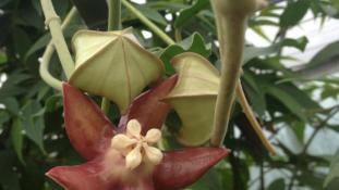 Hoya imperialis