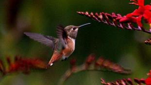 "Hummingbird-colibri" by Brocken Inaglory - Own work. Licensed under CC BY-SA 3.0 via Wikimedia Commons - https://commons.wikimedia.org/wiki/File:Hummingbird-colibri.jpg#/media/File:Hummingbird-colibri.jpg