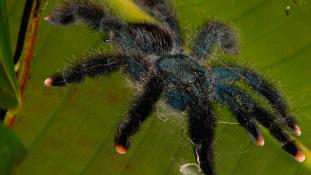 Avicularia avicularia - Matoutou