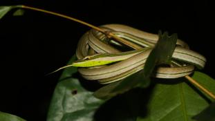 Philodryas argentea (Liane à gorge verte)