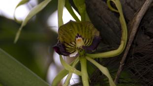 Prosthechea cochleata