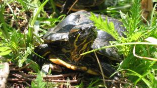 "Roodwangsierschildpad" by Fruggo - Own work. Licensed under CC BY-SA 3.0 via Wikimedia Commons - https://commons.wikimedia.org/wiki/File:Roodwangsierschildpad.jpg#/media/File:Roodwangsierschildpad.jpg