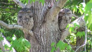 "Tawny Frogmouth (Coverdale)". Licensed under Copyrighted free use via Wikimedia Commons - https://commons.wikimedia.org/wiki/File:Tawny_Frogmouth_(Coverdale).jpg#/media/File:Tawny_Frogmouth_(Coverdale).jpg