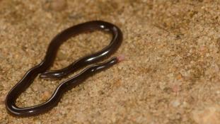 Typhlophis squamosus (Serpent aveugle écailleux)