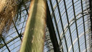 Le cactus cierge