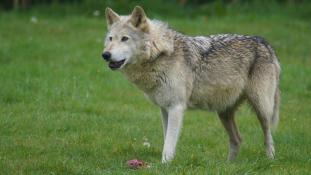 "Wolf at Woburn Safari Park" by Karen Abeyasekere, U.S. Air Force - http://www.mildenhall.af.mil/; gallery; VIRIN: 180507-F-0000A-003. Licensed under Public Domain via Wikimedia Commons - https://commons.wikimedia.org/wiki/File:Wolf_at_Woburn_Safari_Park.