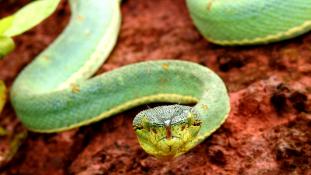 Bothrops bilineatus 