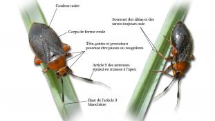 Capsus ater