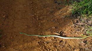 Leptophis ahaetulla - (Liane perroquet).