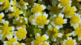 limnanthes douglasii