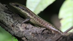 Mabuya des cimes (Mabuya sp.)