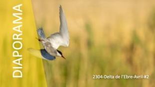 DP-2304-Delta de l'Ebre-Avril-#2