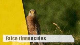 Falco tinnunculus