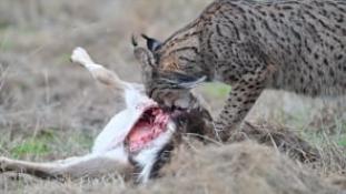 Temp-CT-Lpardinus-251215