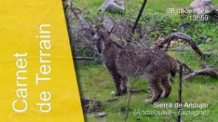 Temp-Lpardinus-251228